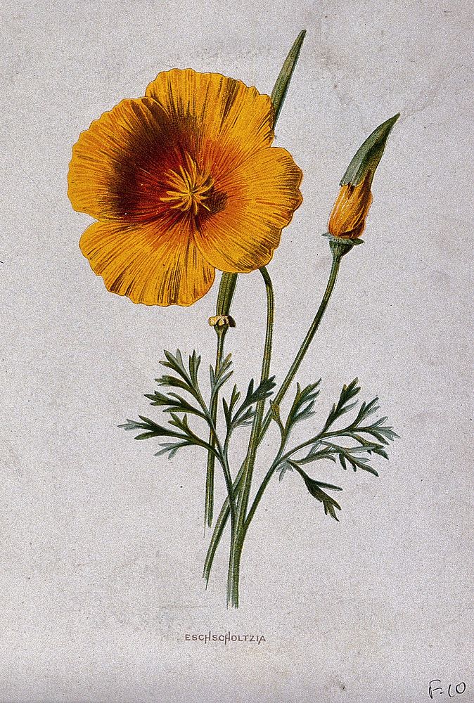 A California poppy (Eschscholzia californica): flowering stems and pod. Chromolithograph, c. 1879, after F. Hulme.