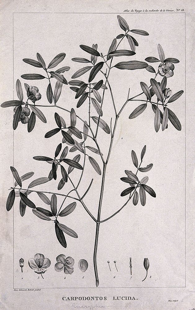 Leatherwood (Eucryphia lucida (Labill.) Baill.): flowering stem with floral segments. Engraving by C. Dien, c.1798, after P.…