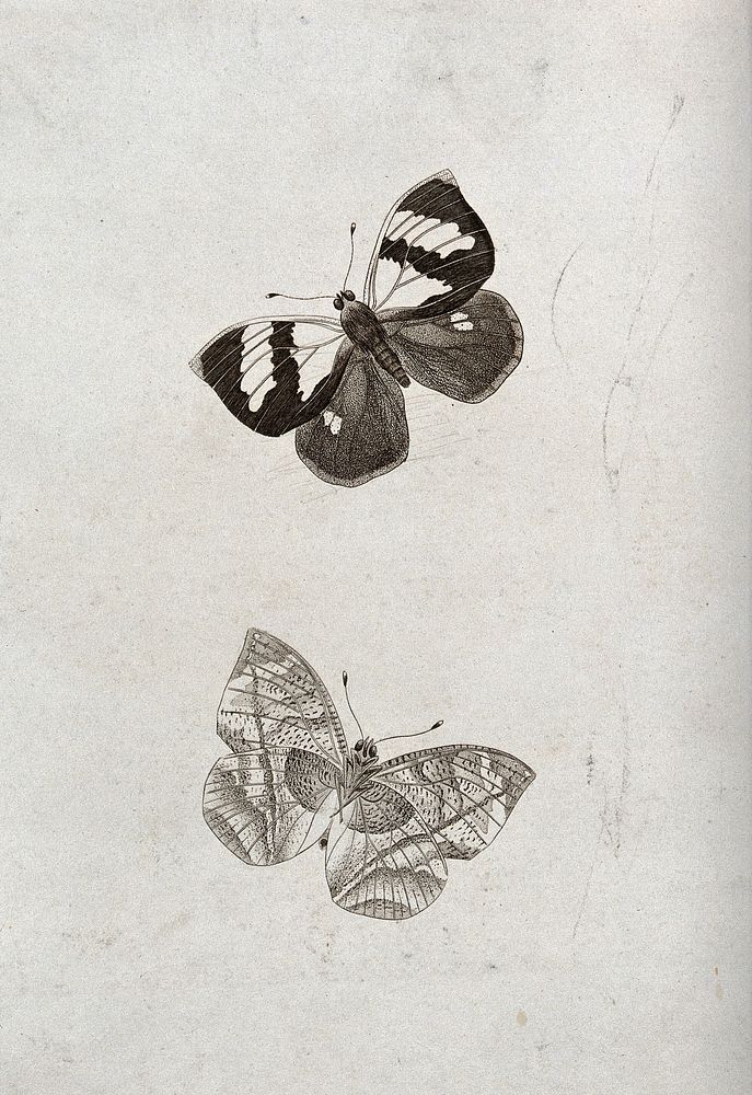 Two butterflies, one possibly a red admiral. Stipple engraving with etching.