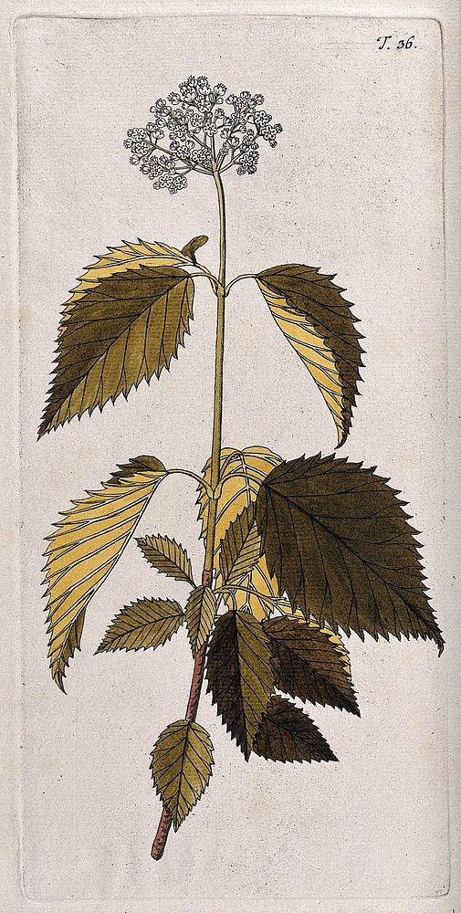 Arrowwood (Viburnum dentatum L.): flowering stem. Coloured engraving after F. von Scheidl, 1770.