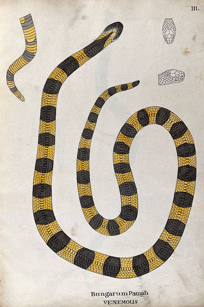 A poisonous snake, yellow in colour, with broad grey cross-banded markings: includes a detail of the tail and two outline…