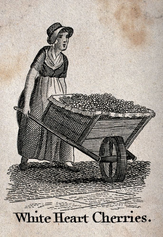 A woman pushing a large wheelbarrow full of cherries. Etching.