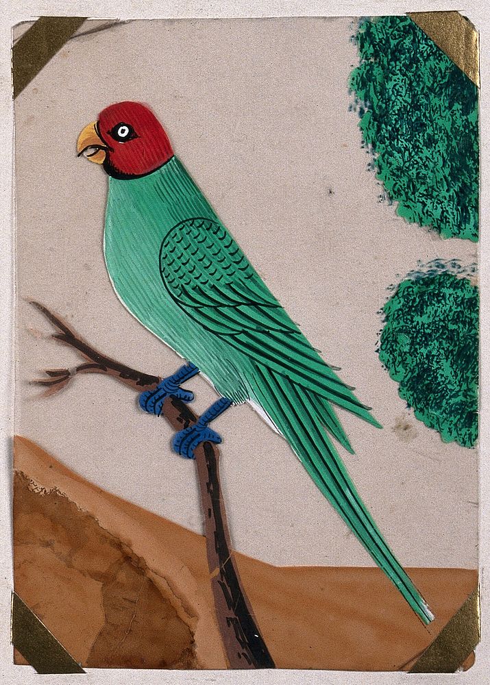 A parrot perched on a branch. Gouache painting on mica by an Indian artist.