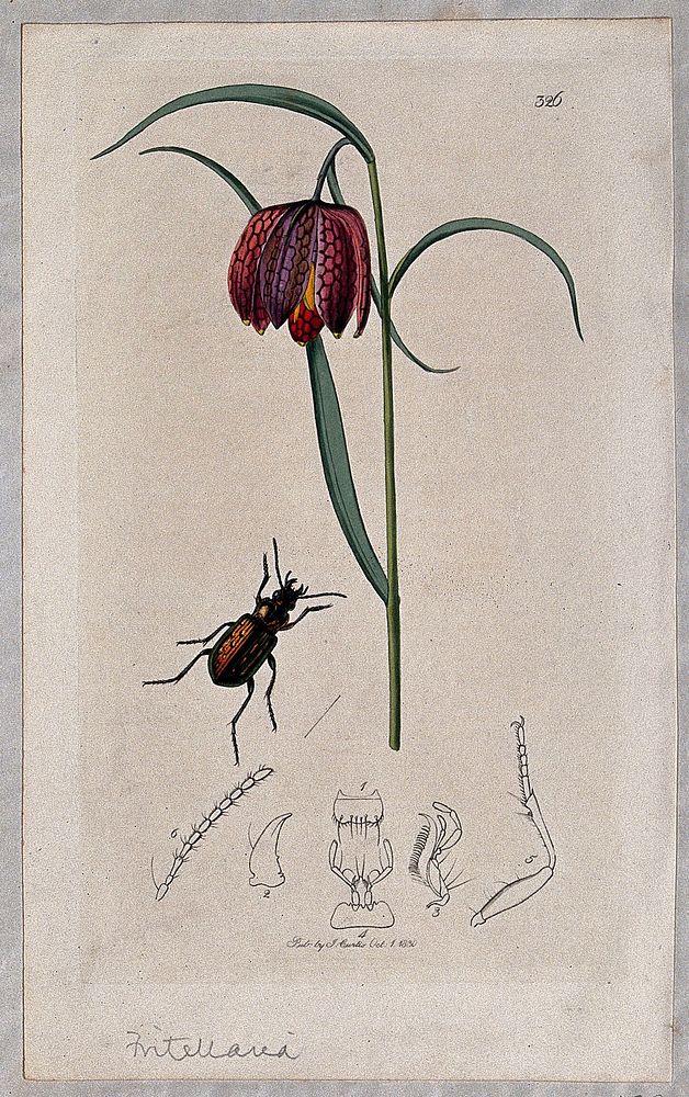 A snake's head or guinea flower (Fritillaria meleagris) with an associated beetle and its anatomical segments. Coloured…
