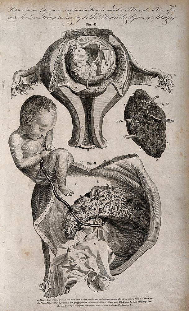 A cross-section of a uterus illustrating how the foetus is fed internally by the mother. Engraving by W. Taylor, 1791, after…