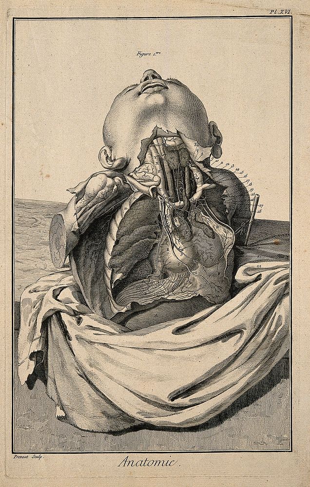 The arteries of the thorax, after Haller. Engraving by Prevost, 1762.
