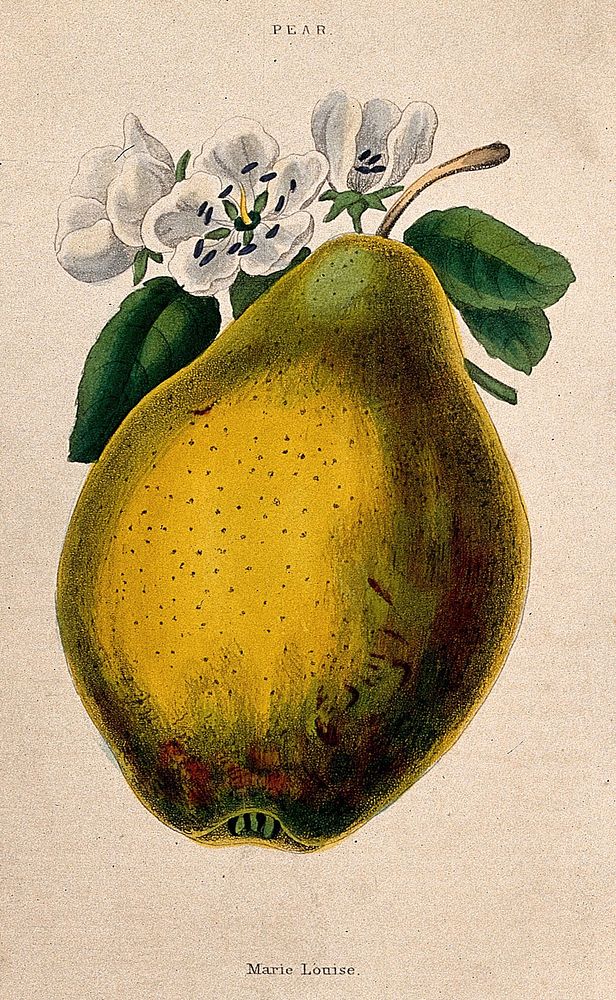 Pear (Pyrus communis cv.): fruit and flowers. Coloured aquatint, c. 1839.