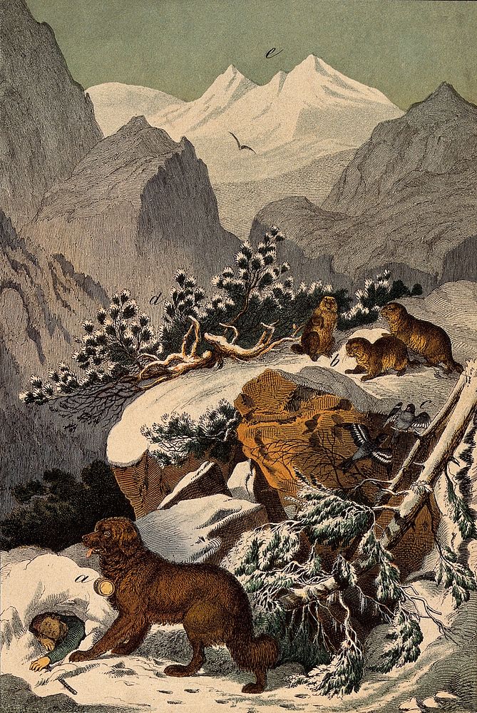 A St. Bernard dog is rescuing a man buried under a mass of snow in a mountainous landscape. Colour lithograph.