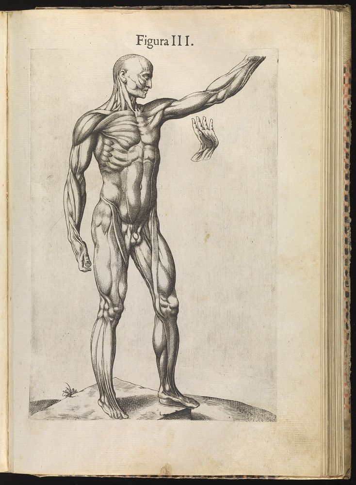 La anatomia del corpo umano / composta da M. Giovanni Valverde. Nuovamente ristampata. E con l'aggiunta di alcune tavole…