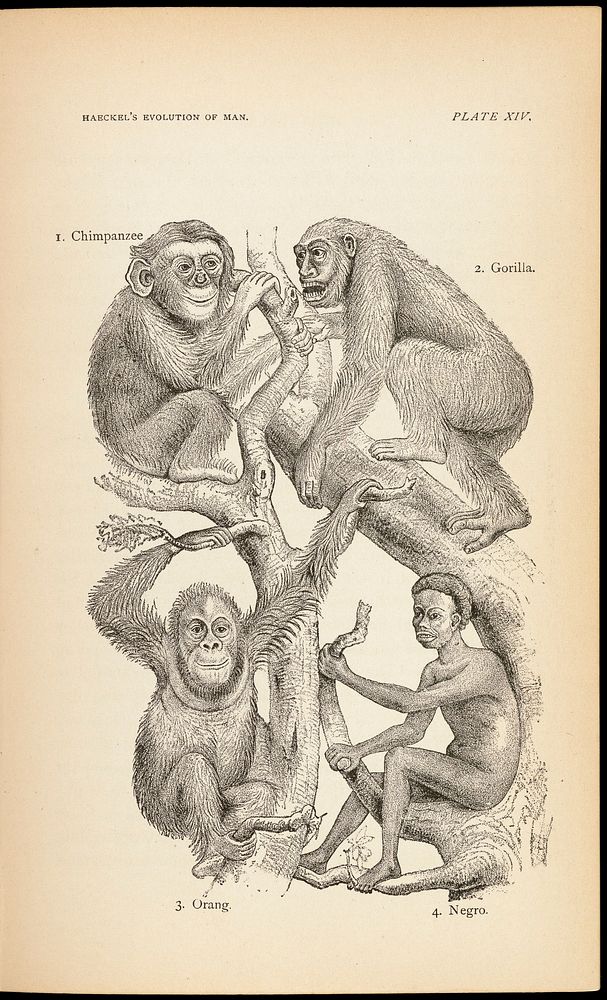 The evolution of man : a popular exposition of the principal points of human ontogeny and phylogeny / From the German of…