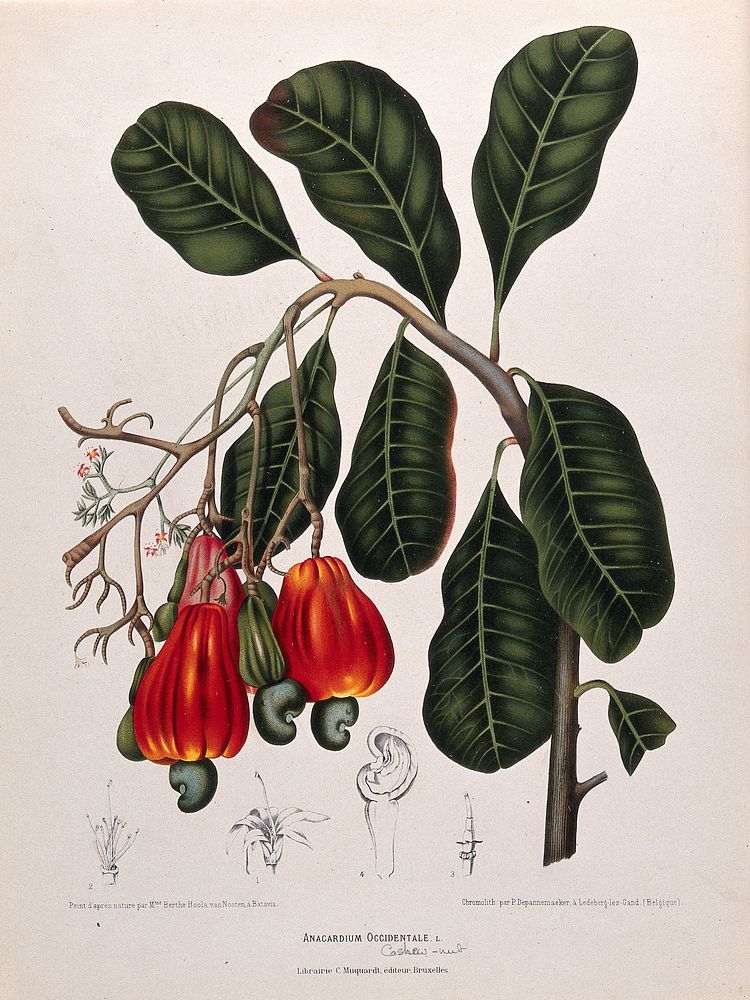 Cashew nut or acajou (Anacardium occidentale L.): flowering and fruiting branch with separate sectioned flowers and fruit.…
