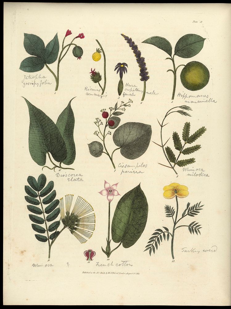 Sketches towards a Hortus botanicus americanus, or, Coloured plates (with a catalogue and concise and familiar descriptions…