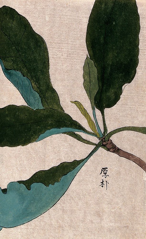 A plant, possibly Eriobotrya or of the Moraceae family: leafy stem. Watercolour.