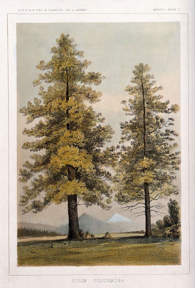 Ponderosa pine (Pinus ponderosa Douglas ex Lawson & P. Lawson): two trees in open landscape. Coloured lithograph, c.1857.