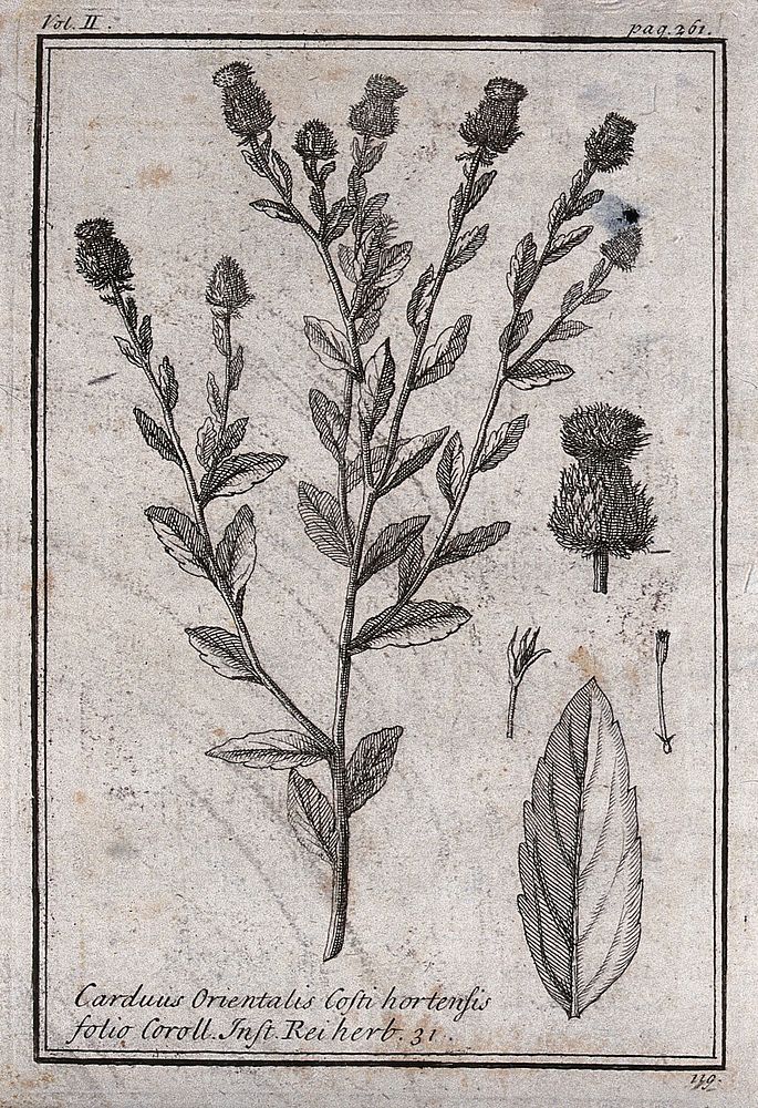 Knapweed (Centaurea sp.): flowering stem, leaf and floral segments. Etching, c. 1718, after C. Aubriet.