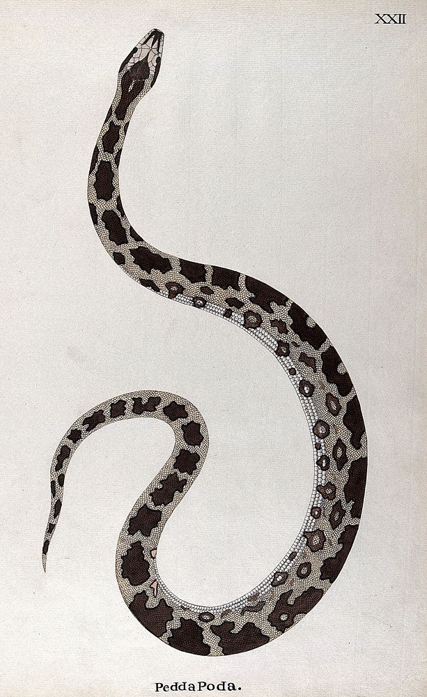A snake, pale buff in colour, with dark brown patches edged in white and a white underbelly. Watercolour, ca. 1795.