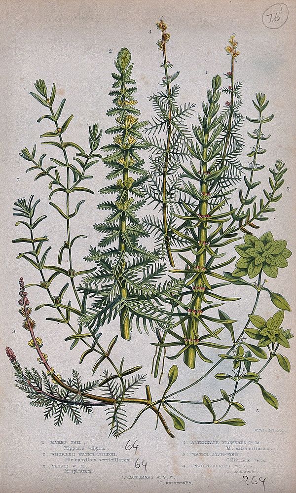 Seven flowering plants, including water milfoil (Myriophyllum species) and starworts (Callitriche species). Chromolithograph…