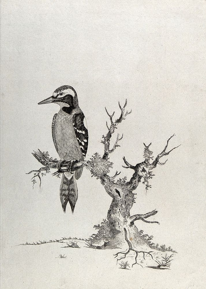 A great spotted woodpecker. Etching by W. Hayes, ca. 1780.