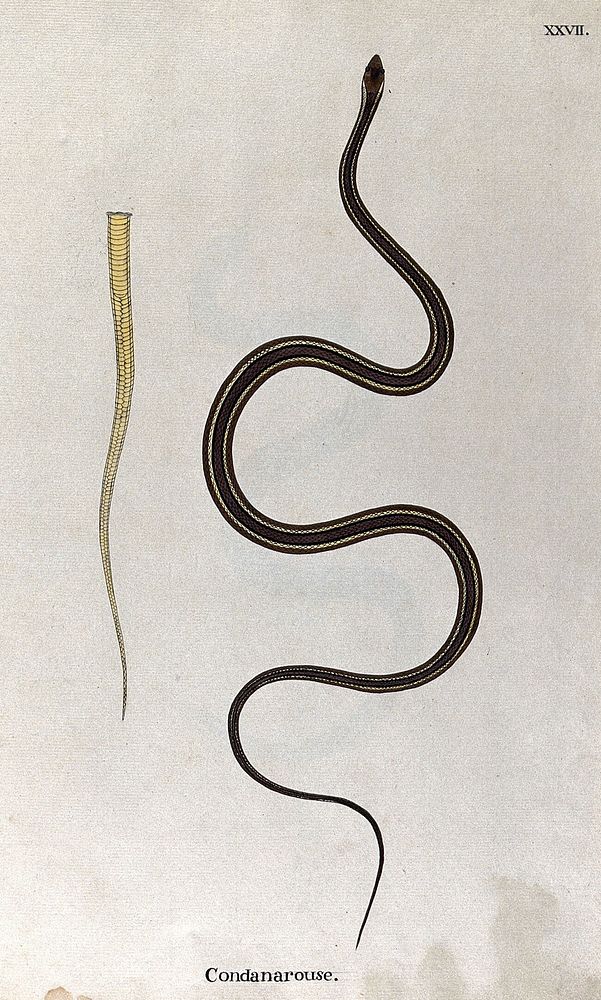A snake, slender and brown in colour, with yellow, black and purple stripes running along the length of its back: includes a…