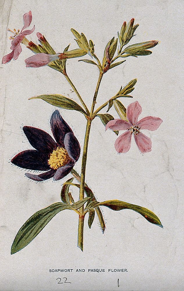 Soapwort (Saponaria officinalis) and pasque-flower (Pulsatilla vulgaris): flowering stems. Chromolithograph, c. 1877, after…