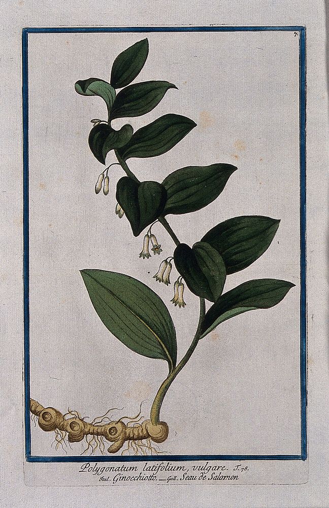 Solomon's seal (Polygonatum odoratum (Mill.) Druce): entire flowering plant. Coloured etching by M. Bouchard, 1772.