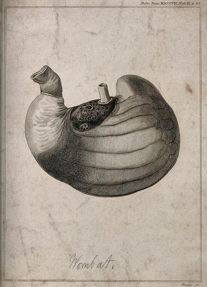 Stomach of a male wombat, shown life-size, turned inside-out, and inflated. Line engraving by J. Basire after W. Clift, 1808.