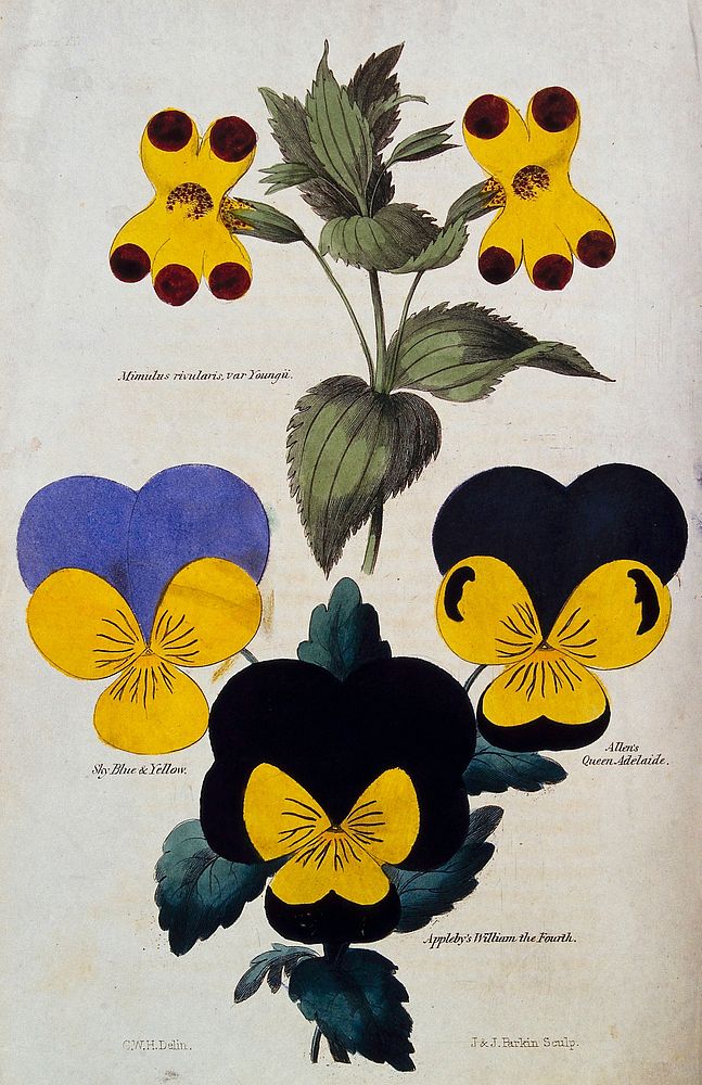 Four flowering plants: a yellow monkey flower (Mimulus luteus) and three pansies (Viola cultivars). Coloured engraving by J.…