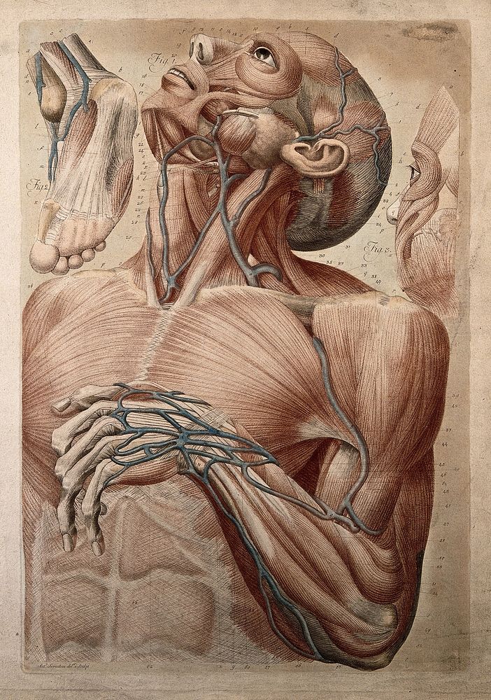 Muscles and blood-vessels of the head, neck, chest, arm and hand of an écorché, with two details, showing the face and foot.…