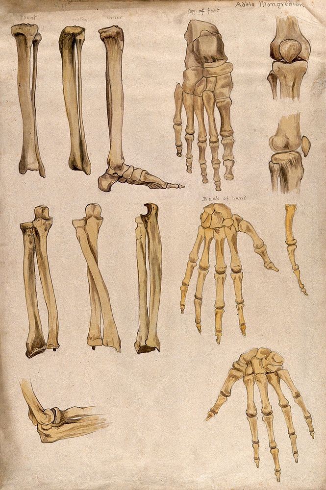 Bones of the arm, leg, hand, foot and knee: thirteen figures. Watercolour by A. Mongrédien, ca. 1880.