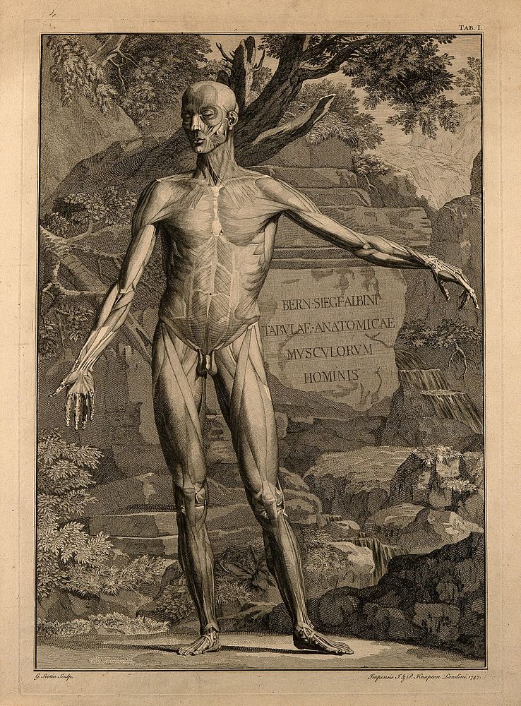 An écorché figure, front view, with left arm extended, showing the outermost layers of the muscles. Engraving by G. Scotin…