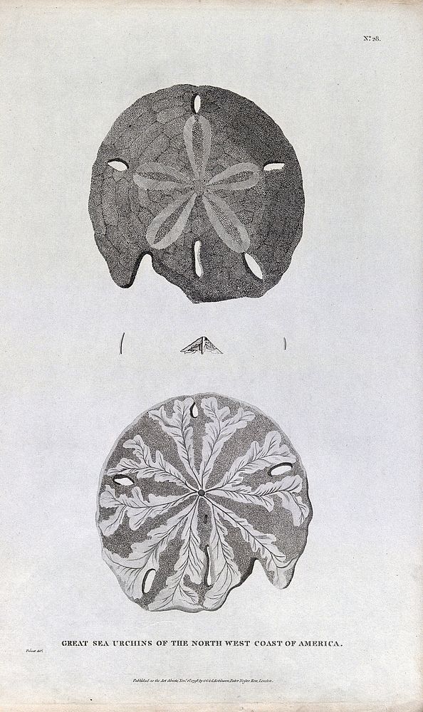 Great sea urchins of the North West Coast of America. Etching after B. L. Prevost, ca. 1798.