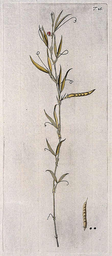 Vetchling (Lathyrus inconspicuus): flowering and fruiting stem with separate fruit and seed. Coloured engraving after F. von…
