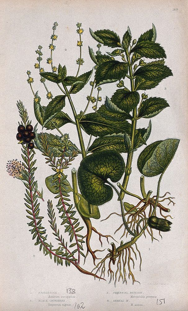 Four flowering plants, including asarabacca (Asarum europaeum) and two mercury plants (Mercurialis species).…