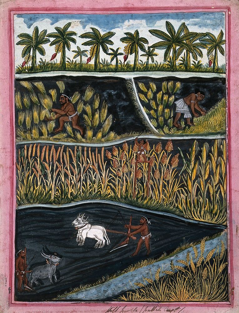 Indian agriculture and crops. Gouache drawing.