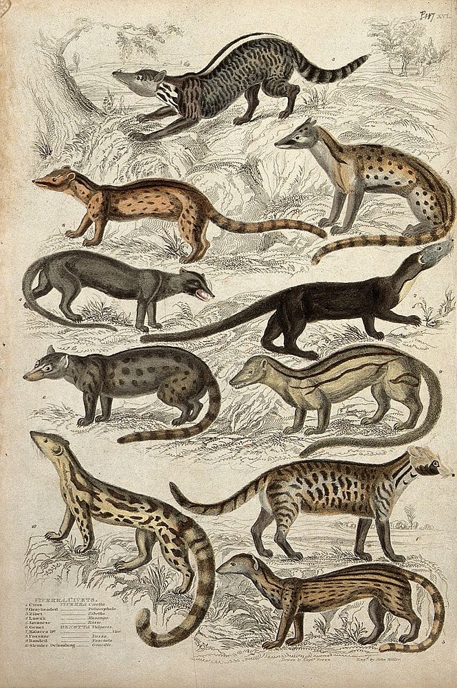 Ten viverrid mammals of the family Viverridae, including civets, mongooses and genets. Coloured etching by J. Miller after…