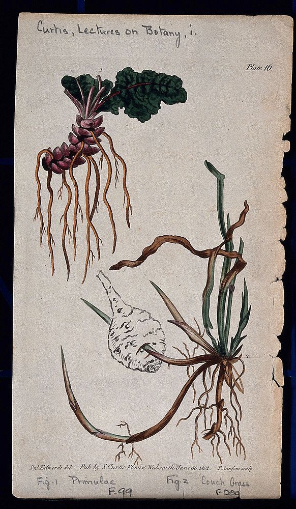 Two examples of different root systems: a denticulate primrose rootstock and a creeping couch grass root. Coloured etching…
