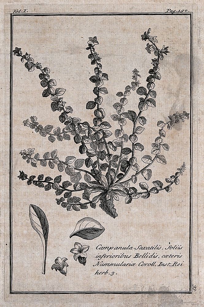 Bellflower (Campanula saxatilis): flowering plant with separate leaves and flowers. Etching, c. 1718, after C. Aubriet.