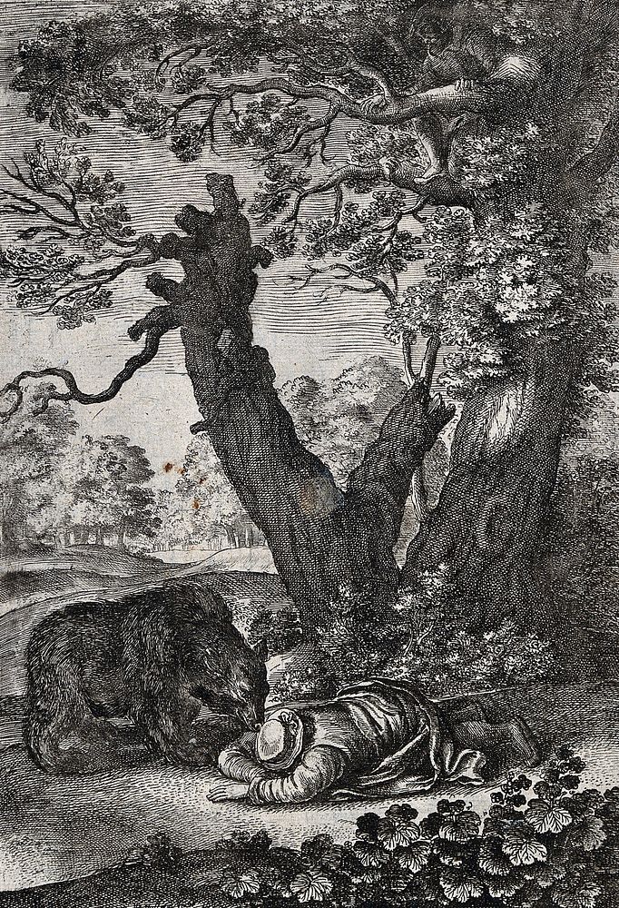 A bear is sniffing at a man lying face downwards on the ground while another man has taken refuge in a tree. Etching by W.…