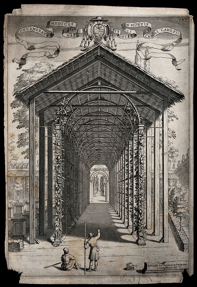 Two men in the garden of Cardinal Carlo Pio di Savoia admiring a pergola on which citron fruits are growing. Engraving by C.…