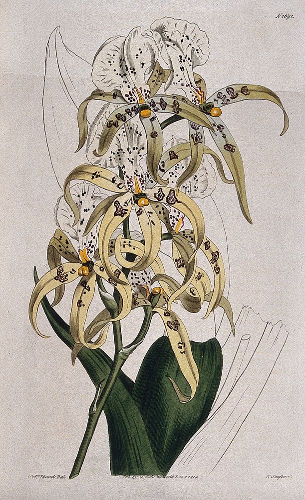 An orchid (Brassia maculata): flowering stem and leaf. Coloured engraving by F. Sansom, c. 1814, after S. Edwards.