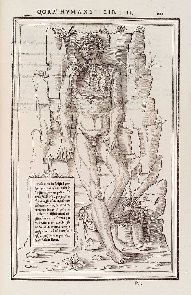 Anatomical figure displaying the lungs