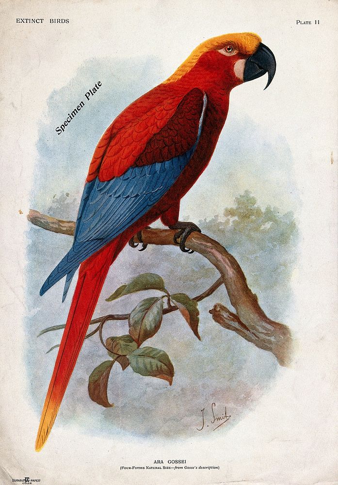 An extinct parrot, Ara gossei, perched on a branch. Colour halftone after J. Smit.