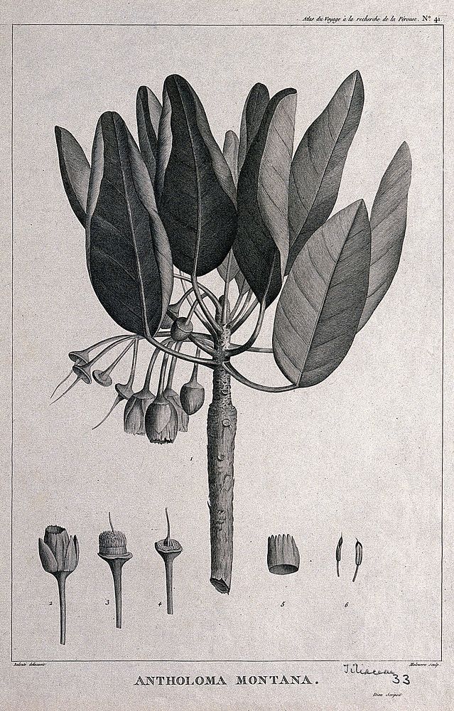 Antholoma montana: flowering and fruiting stem with floral segments. Engraving by C. Dien and P. Maleuvre, c.1798, after P.…