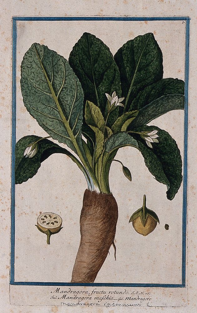 Mandrake (Mandragora officinarum L.): flowering plant with separate fruit, seed and sectioned fruit. Coloured etching by M.…
