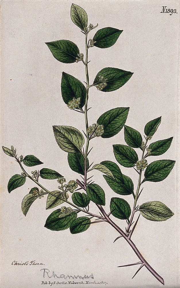 Christ's thorn plant (Ziziphus spina-christi): flowering stem. Coloured engraving, c. 1817.