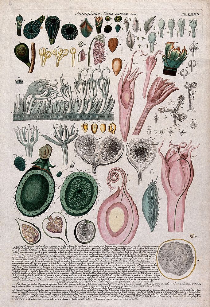 Fig (Ficus carica L.): 57 segments of flowers and fruits at different stages of maturity with detailed description. Coloured…