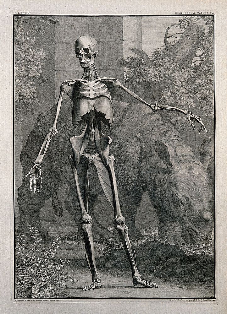 An écorché figure, front view, with left arm extended, showing the bones and the fourth order of muscles, with a grazing…