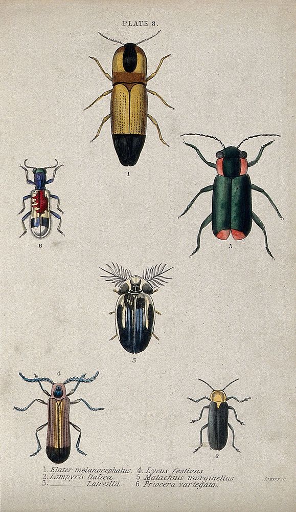 Six winged insects. Coloured engraving by W. H. Lizars.