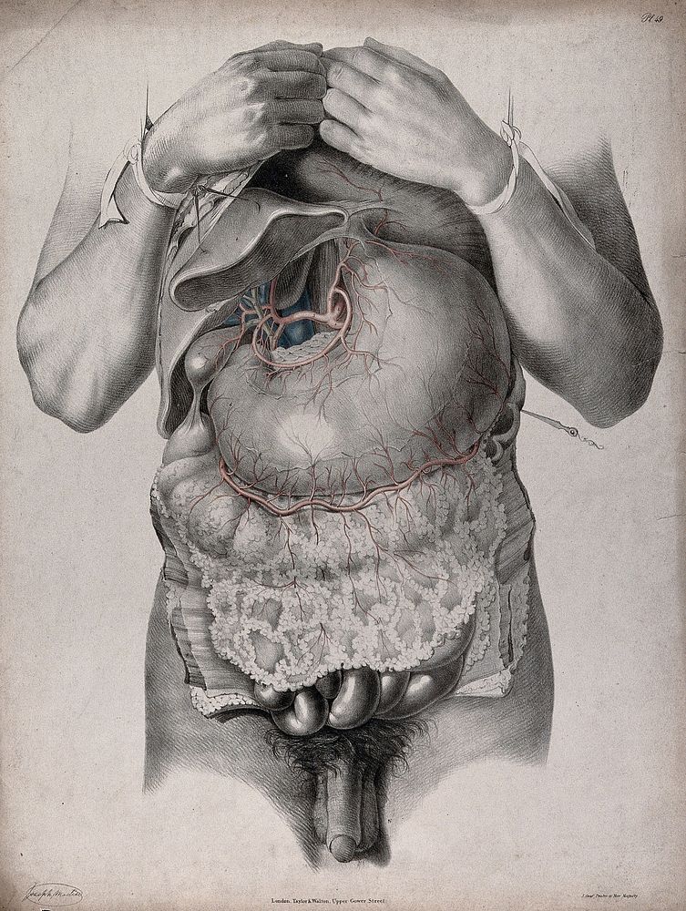 The circulatory system: dissection of the abdomen showing the stomach, with arteries and veins indicated in red and blue.…