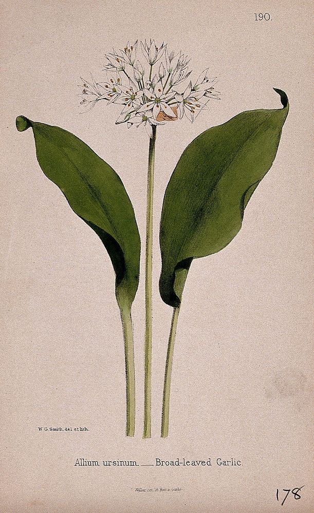 Wild or wood garlic (Allium ursinum): flower and leaves. Coloured lithograph by W. G. Smith, c. 1863, after himself.